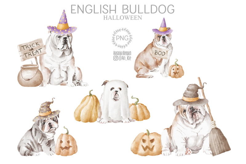 english-bulldog-dogs-and-puppies