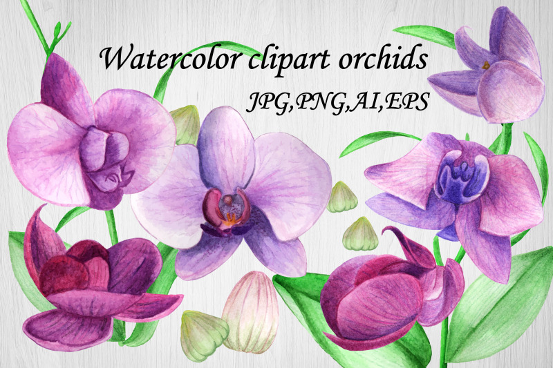 watercolor-clipart-orchid-flower-summer-spring-eps-ai-jpg-png