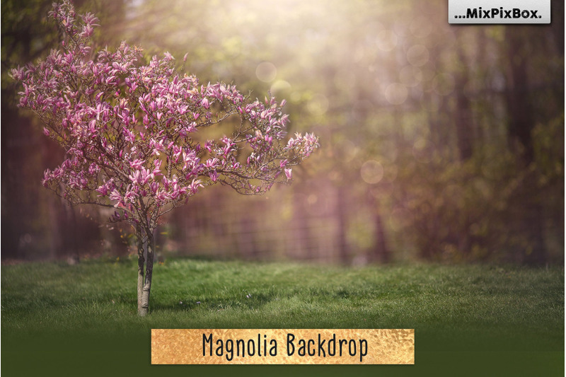 magnolia-backdrop