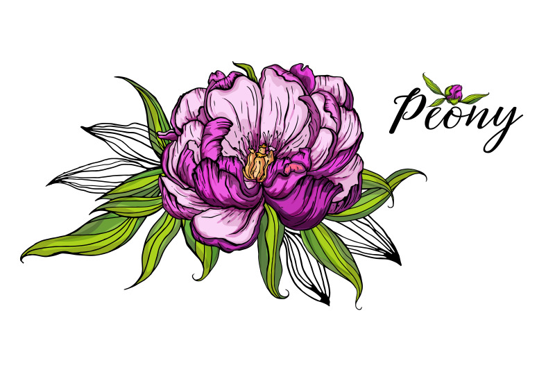 bright-peony-flowers-vector-illustration-floral-romantic-composition