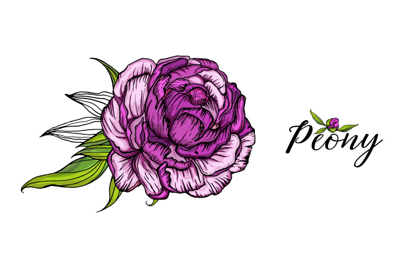 bright-peony-flowers-vector-illustration-floral-romantic-composition