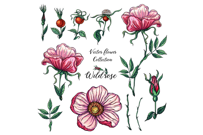 bright-wild-rose-flowers-vector-illustration-floral-romantic-composi