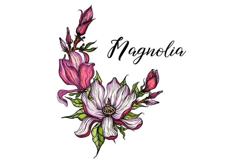 bright-flowers-of-pink-magnolia-vector-illustration-floral-romantic