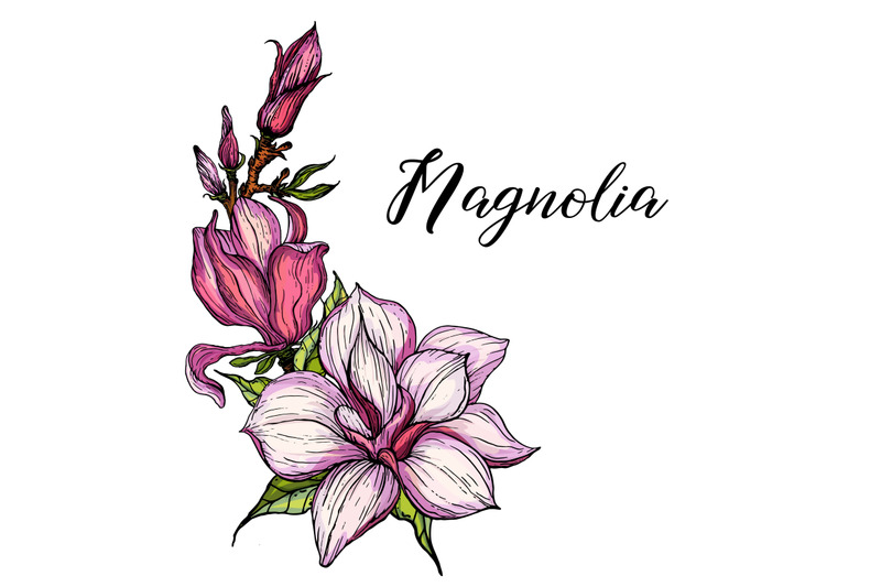 bright-flowers-of-pink-magnolia-vector-illustration-floral-romantic