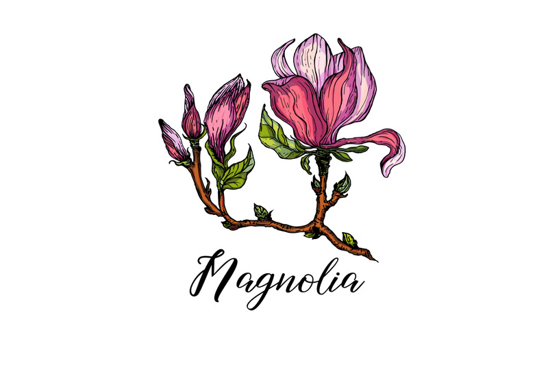 bright-flowers-of-pink-magnolia-vector-illustration-floral-romantic