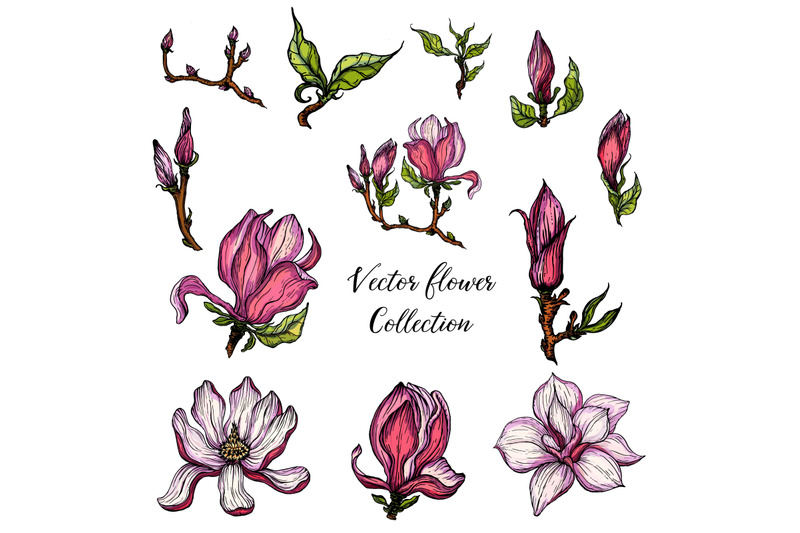 bright-flowers-of-pink-magnolia-vector-illustration-floral-romantic