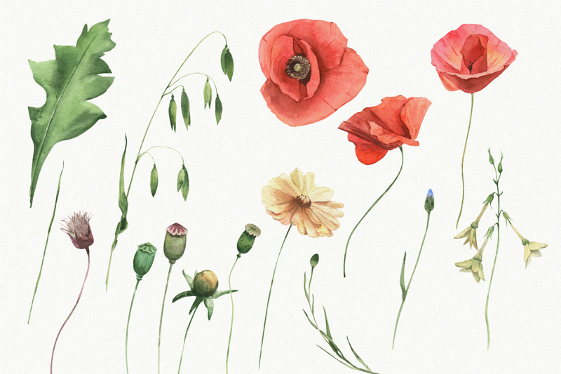 poppy-field-watercolor-elements