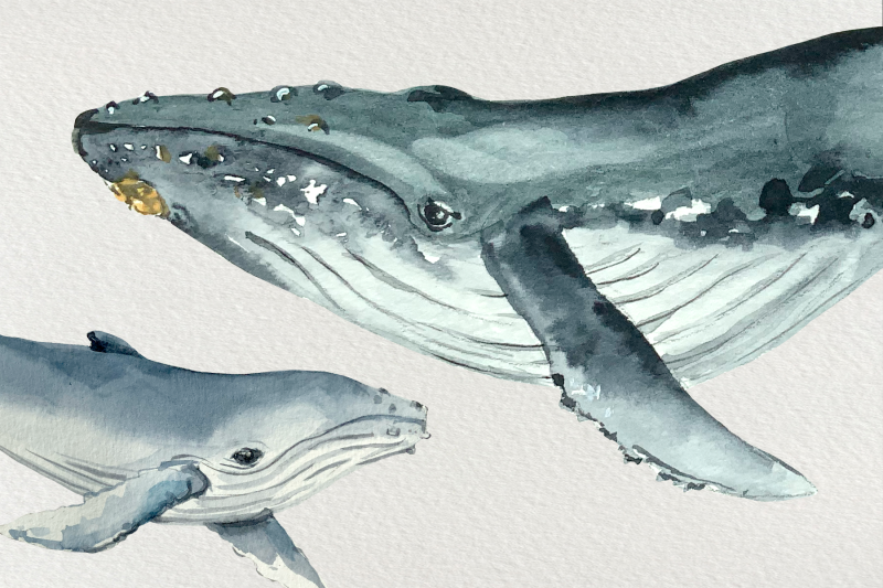 watercolor-mother-and-baby-whale-clip-arts