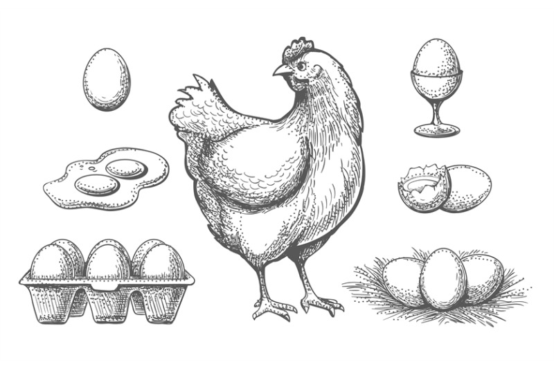 hen-and-eggs-sketch