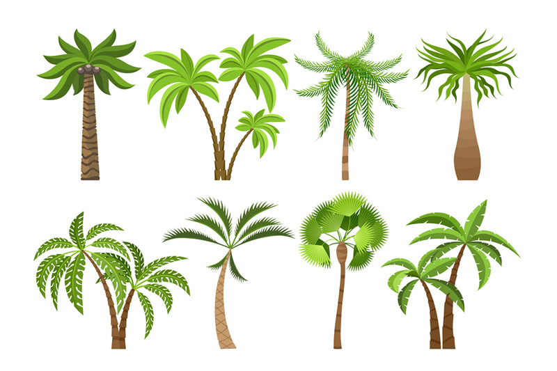 isolated-coconut-palm-trees