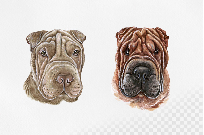 shar-pei-watercolor-dogs-illustrations-cute-8-dogs