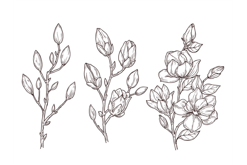 magnolia-sketch-art-floral-blossom-branch-and-flowers-bunch-drawing