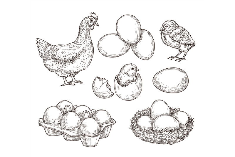 chicken-sketch-healthy-natural-farm-eggs-vintage-hand-drawn-hen-bird