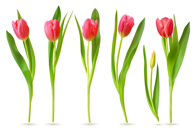 realistic-tulip-pink-red-buds-tulips-spring-flowers-bouquet-colorfu