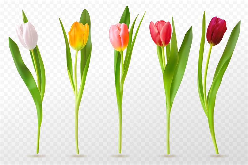 colorful-tulips-beautiful-tulip-buds-spring-flowers-design-for-greet