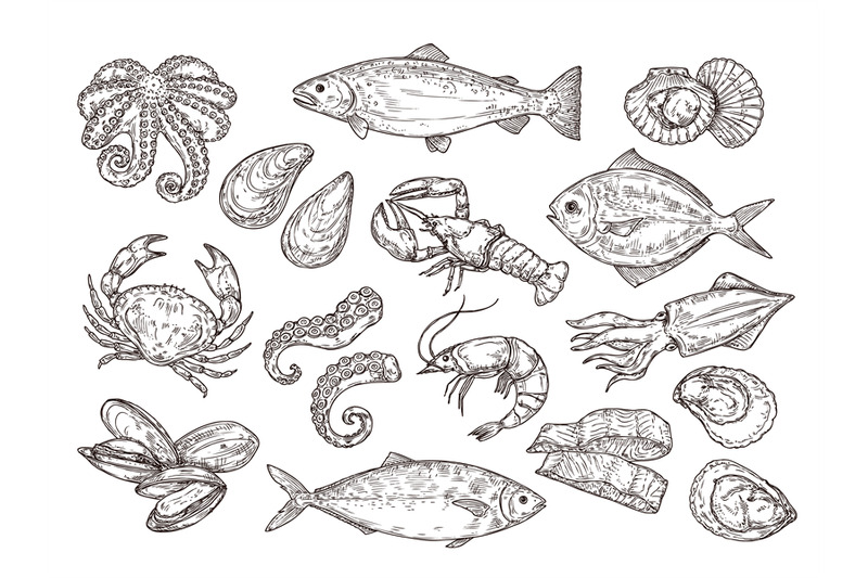 seafood-sketch-vintage-fish-drawing-food-delicious-shrimp-shell-sq