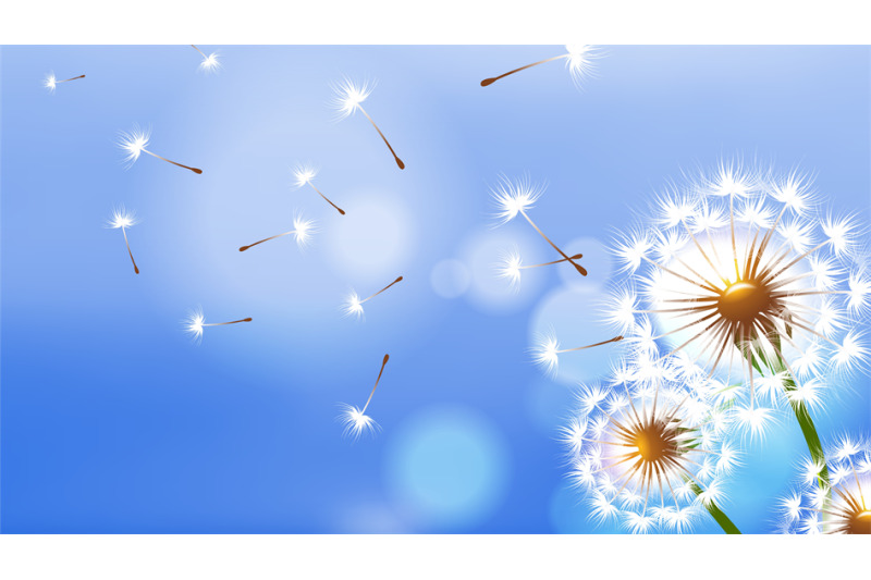 realistic-dandelion-white-fluffy-flower-flying-seeds-on-blue-sky-sp