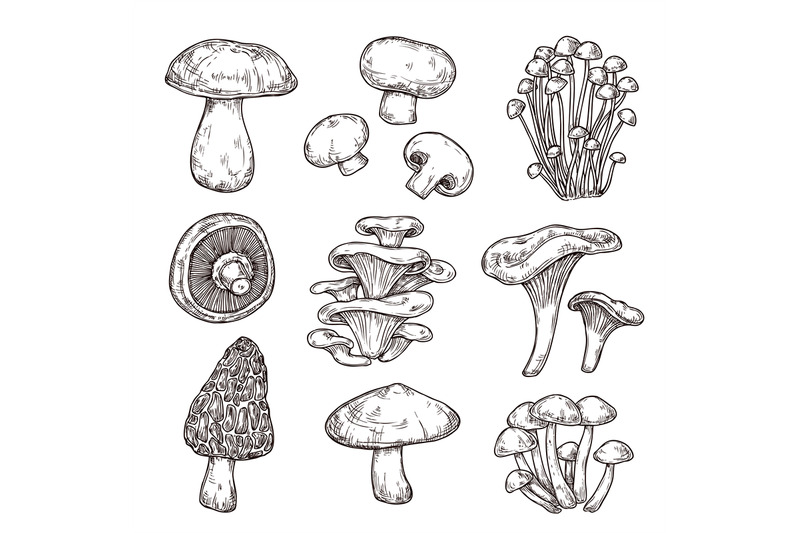 sketch-mushroom-nature-ingredients-tasty-mushrooms-champignon-portob