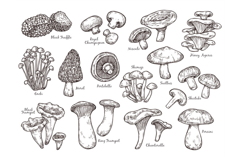 forest-mushrooms-sketch-vintage-plants-engraving-mushroom-isolated