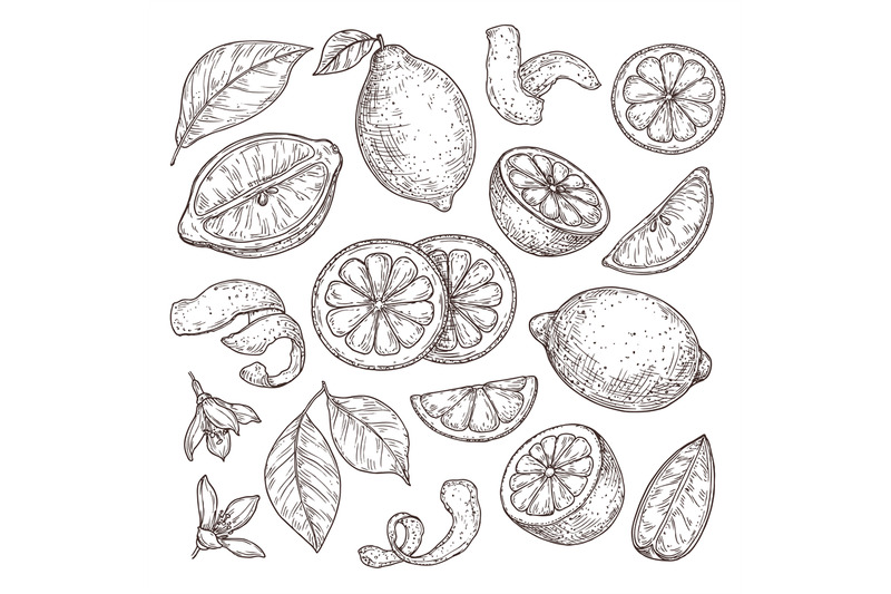 lemon-sketch-hand-drawn-oranges-lime-pencil-drawing-citrus-flowers