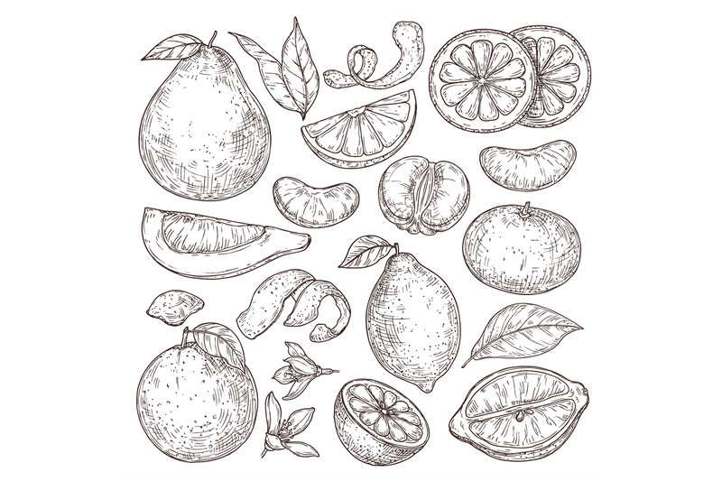 citrus-fruits-sketch-hand-drawn-orange-mandarin-pomelo-isolated-trop