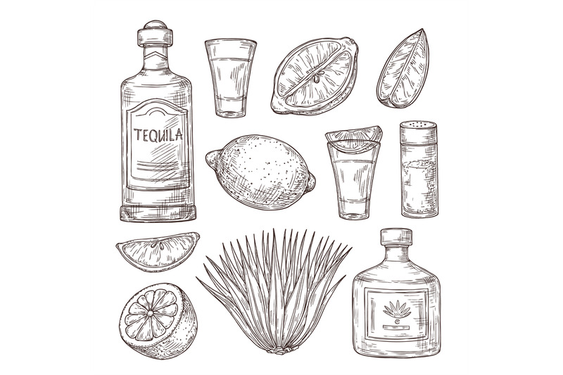 agave-tequila-sketch-vintage-glass-shot-bar-ingredients-and-plant-i