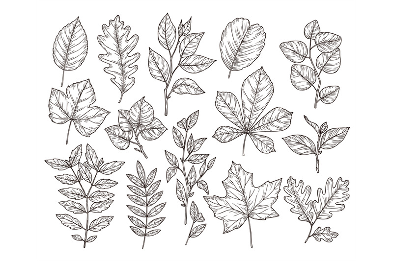 hand-drawn-forest-leaves-autumn-leaf-sketch-drawing-nature-elements
