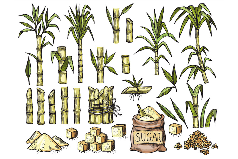 sugar-cane-beverage-engraving-food-agriculture-sugar-production-vecto