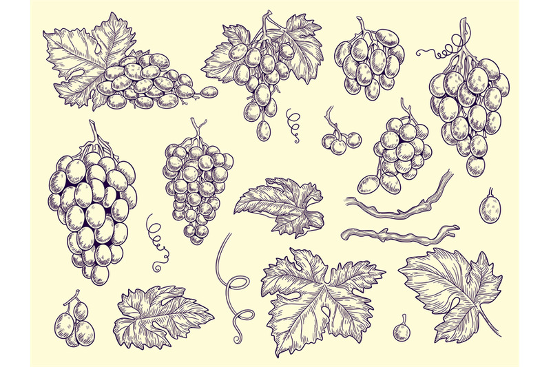 grapes-set-vineyard-collection-wine-grapes-and-leaves-vector-engravin