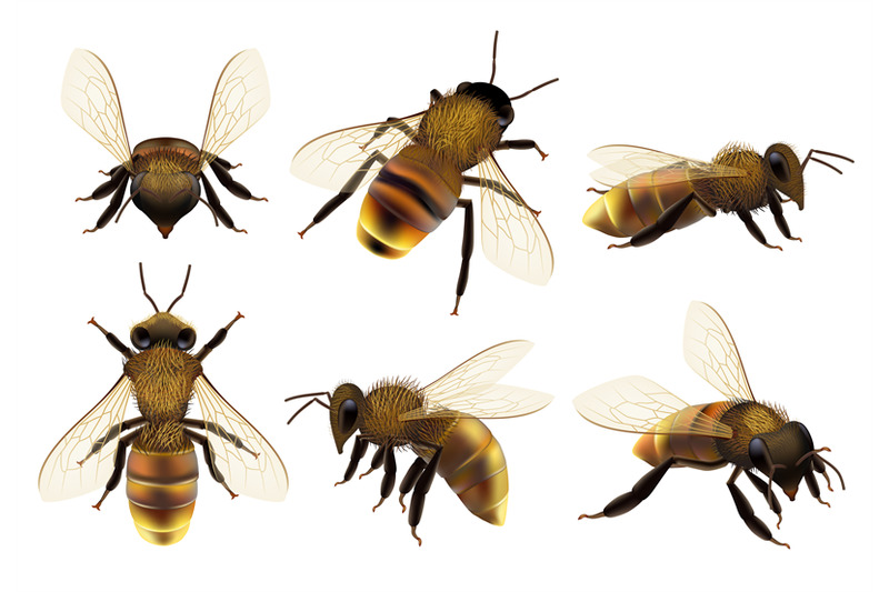 honeybee-realistic-different-wildlife-danger-insects-flying-wasp-natu