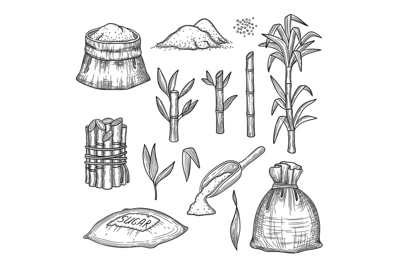 sugar-cane-plants-leaves-fresh-farm-engraving-harvest-sugar-vector-ha