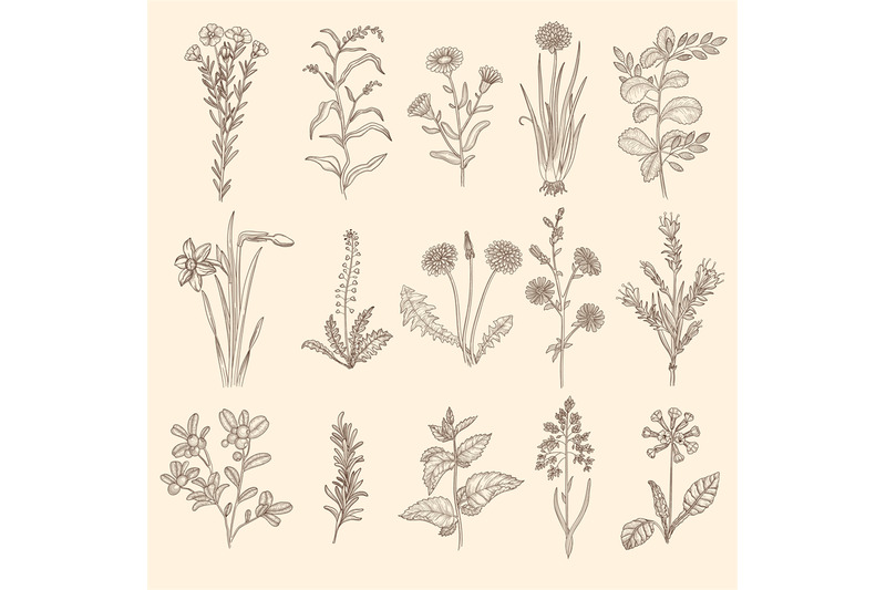 medical-herbs-sketch-botanical-floral-therapy-natural-plants-with-lea