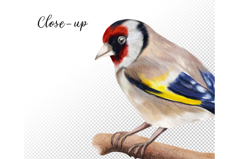 watercolor-birds-clipart-hand-painted-small-birds-png