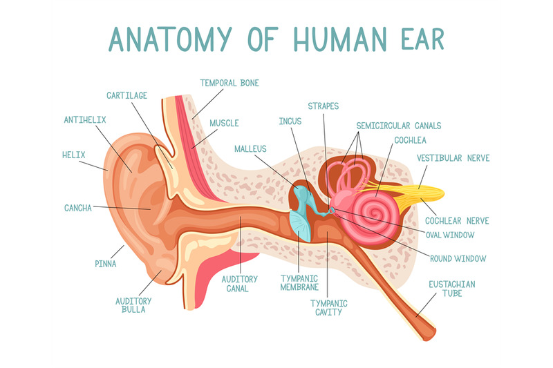 cartoon-ear-anatomy-human-sound-sensory-organ-medicine-infographic-e