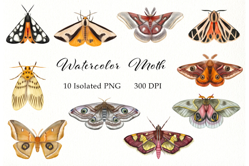 watercolor-moth-clipart-butterflies-insects-butterfly-catching-ent