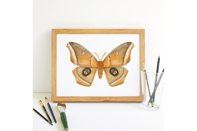 watercolor-moth-clipart-butterflies-insects-butterfly-catching-ent