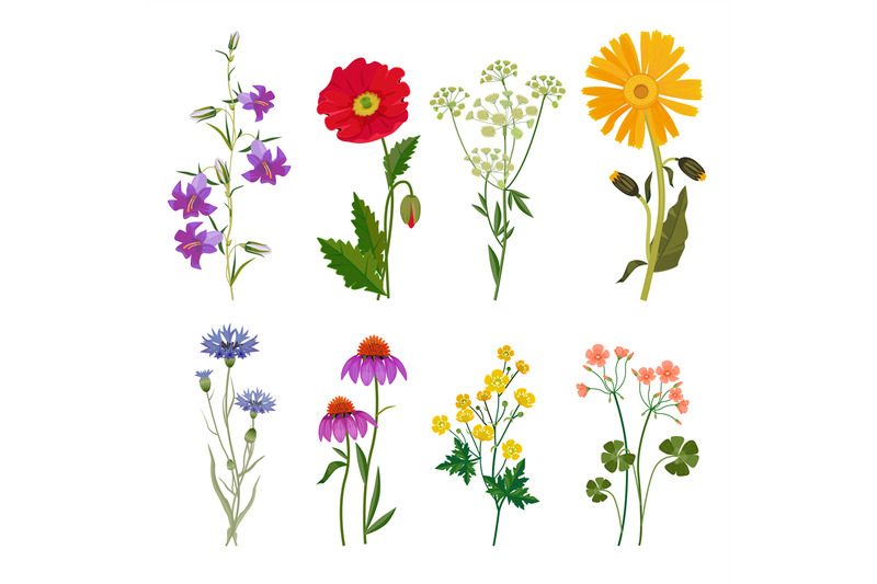 wild-flowers-plants-botanical-collection-vector-floral-set-meadow-ani