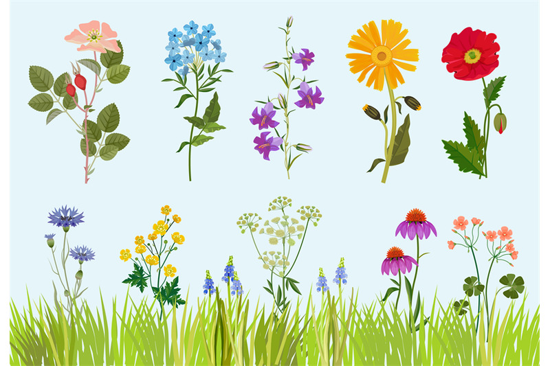 flowers-collection-botanical-wild-plants-field-meadow-vector-drawing