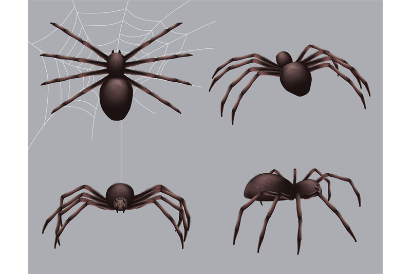 spider-realistic-nature-insects-crawl-venom-black-fear-spider-vector