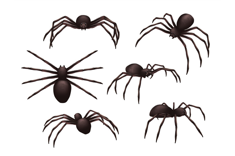 insects-realistic-spider-danger-venom-horror-poisonous-black-symbols