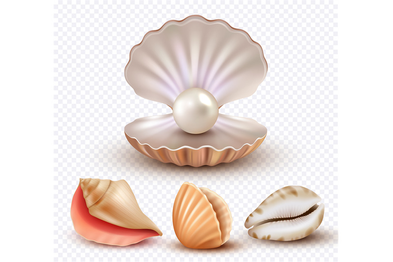 realistic-seashells-mollusk-shells-ocean-beach-objects-luxury-pearls