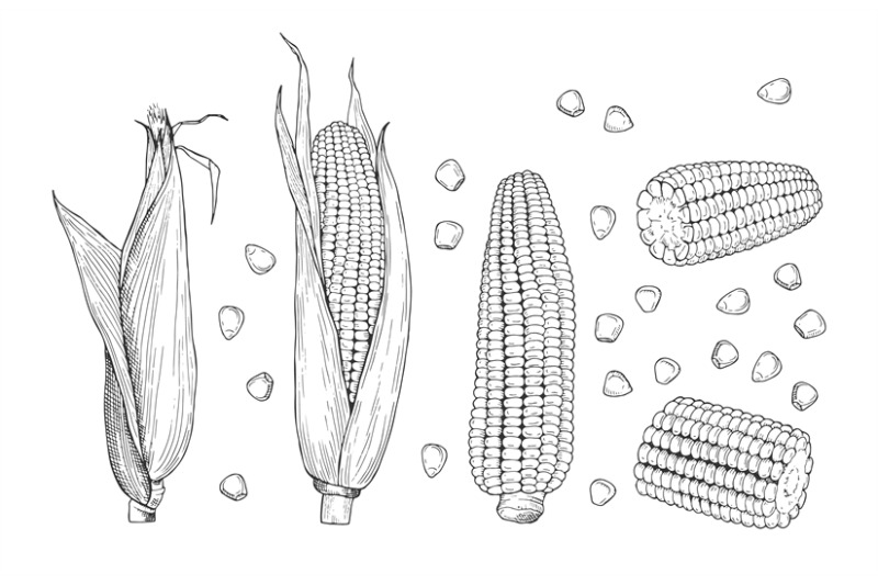 corn-sketch-sweet-botanical-plant-isolated-vintage-healthy-corns-ha