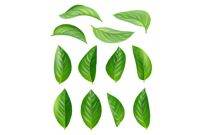 green-tea-leaves-eco-natural-plants-aromatic-hot-drink-vector-leaves