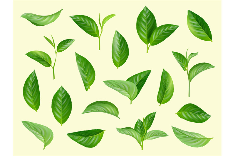 green-leaves-set-plants-natural-aromatic-herbs-vector-realistic-colle