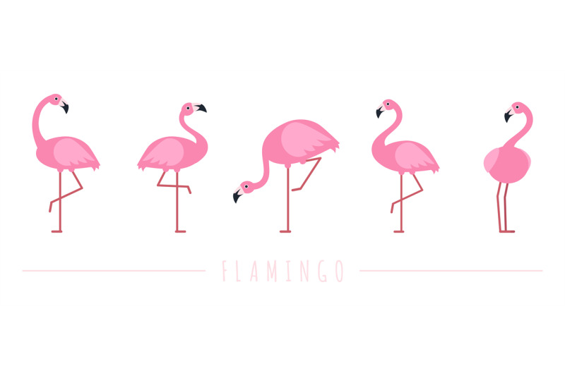 pink-flamingo-exotic-tropical-birds-characters-isolated-wildlife-ani