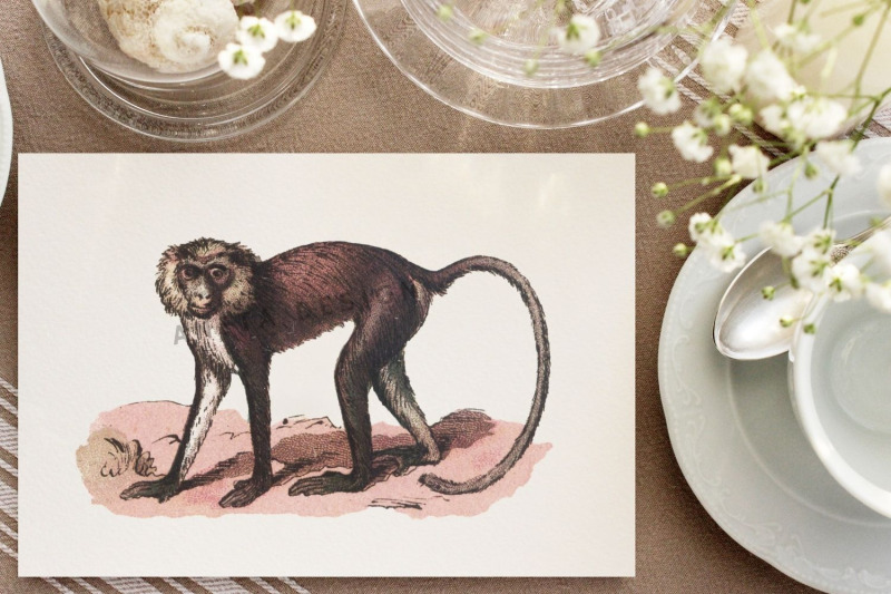 vintage-monkeys-clip-art-graphics-monkey-graphics