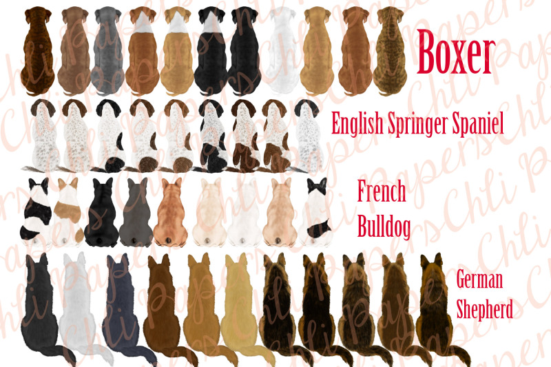 dog-breeds-clipart-dogs-clip-art-pets-illustrations-puppies