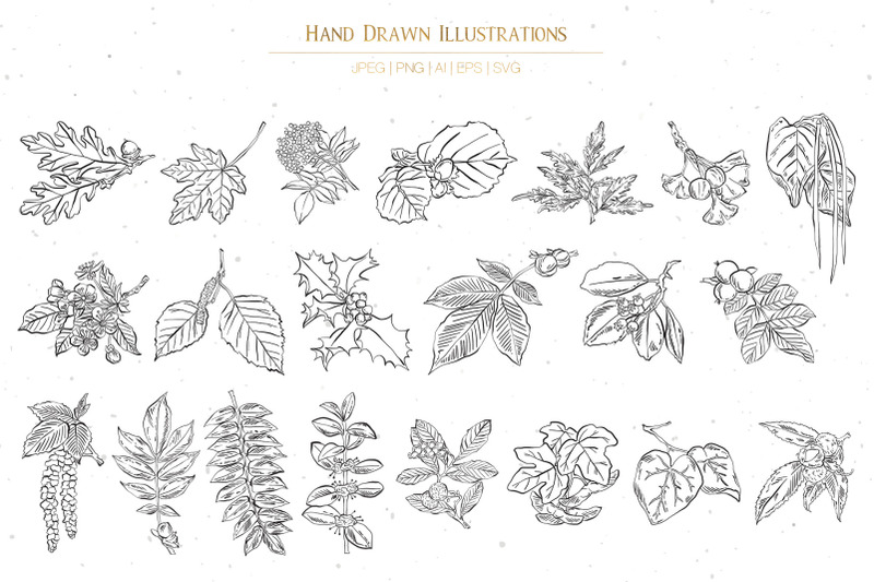 branches-leaves-and-berries-illustrations-vol-1