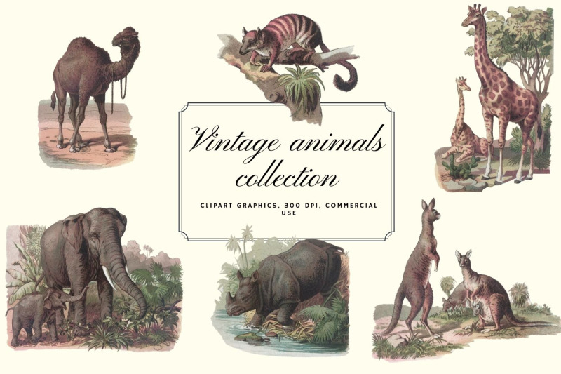 antique-animal-clipart-set-vintage-elephant-clipart-graphics
