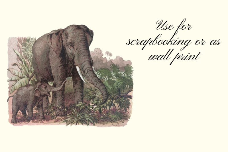 antique-animal-clipart-set-vintage-elephant-clipart-graphics
